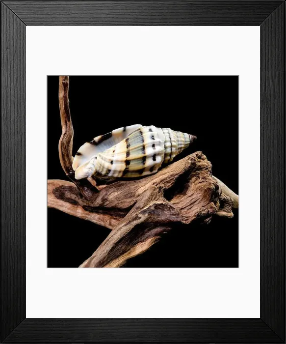 Framed Print : A Vexillum balteolatum seashell resting on textured driftwood against a black background Framed Print : A Vexillum balteolatum seashell resting on textured driftwood against a black background