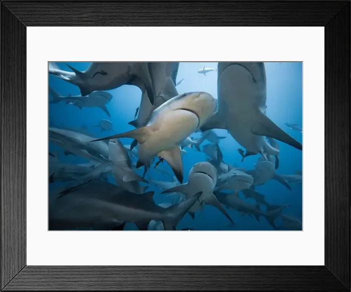 Framed Print : Bull Sharks schooling above coral reef Framed Print : Bull Sharks schooling above coral reef