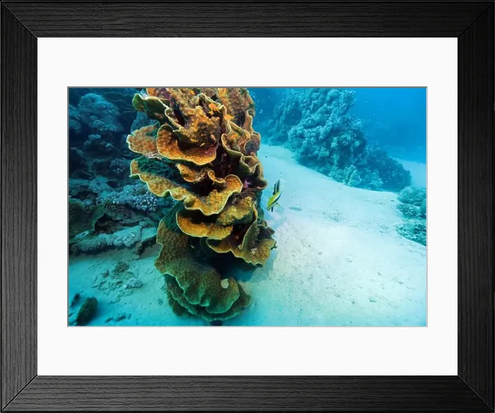 Framed Print : Leafy cup coral near Abu Dabab reef, underwater photograph, Red Sea, Egypt Framed Print : Leafy cup coral near Abu Dabab reef, underwater photograph, Red Sea, Egypt