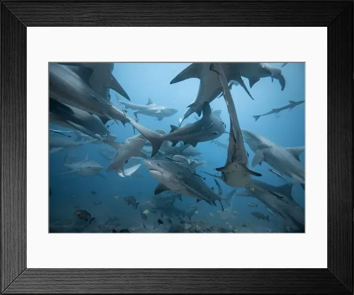 Framed Print : Bull Sharks schooling above coral reef Framed Print : Bull Sharks schooling above coral reef