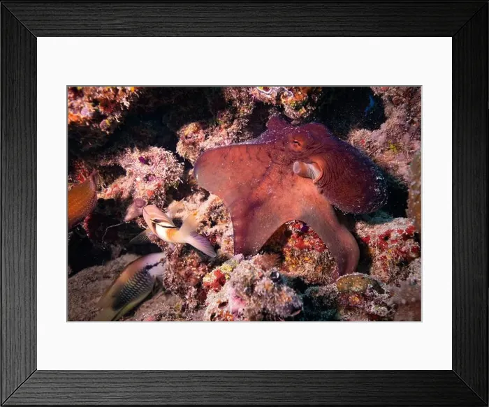 Framed Print : Octopus camouflaging with coral reef on scuba diving site Framed Print : Octopus camouflaging with coral reef on scuba diving site