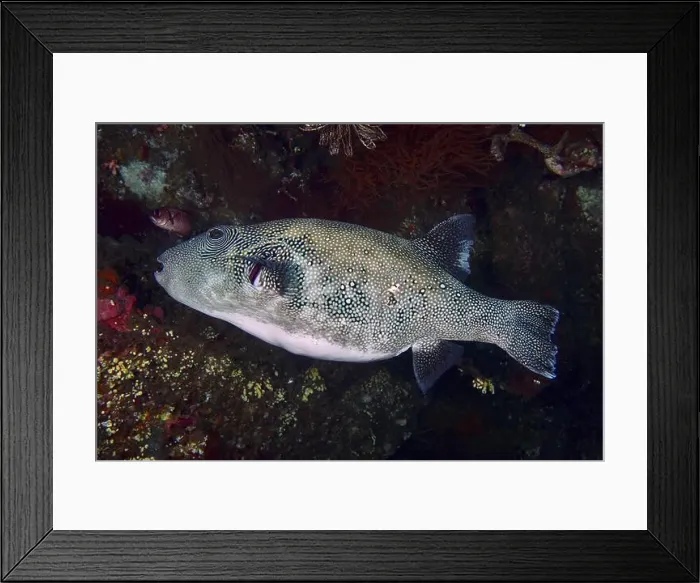 Framed Print : A spotted pufferfish, blue spotted pufferfish (Arothron caeruleopunctatus) can be seen in the shadow of a reef Framed Print : A spotted pufferfish, blue spotted pufferfish (Arothron caeruleopunctatus) can be seen in the shadow of a reef