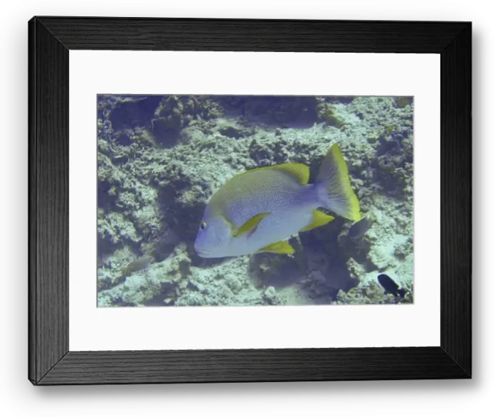 Framed Print : A fish with yellow fins, blue-lipped snapper (Lutjanus rivulatus) Framed Print : A fish with yellow fins, blue-lipped snapper (Lutjanus rivulatus)