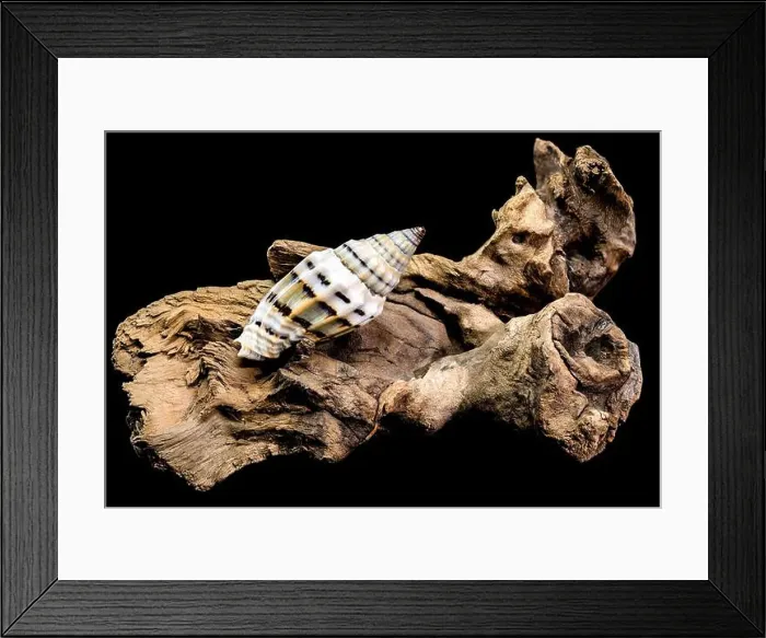 Framed Print : A Vexillum balteolatum seashell resting on textured driftwood against a black background Framed Print : A Vexillum balteolatum seashell resting on textured driftwood against a black background