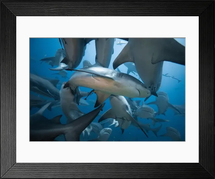 Framed Print : Bull Sharks schooling above coral reef Framed Print : Bull Sharks schooling above coral reef
