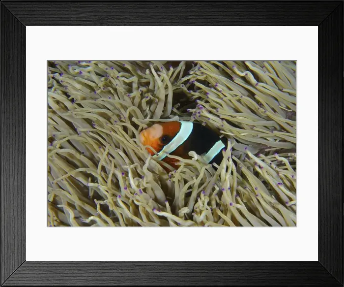 Framed Print : A Clark's anemonefish (Amphiprion clarkii) hides in the tentacles of a sea anemone in the sea