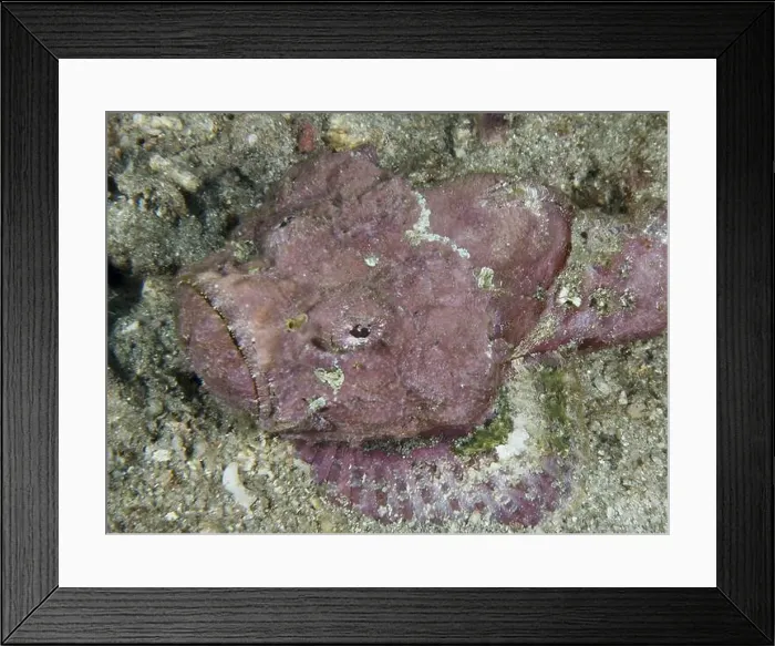 Framed Print : A humpback scorpionfish (Scorpaenopsis diabolus) resting in the sand on the seabed Framed Print : A humpback scorpionfish (Scorpaenopsis diabolus) resting in the sand on the seabed