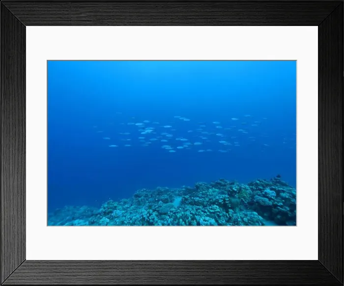 Framed Print : Underwater scene with reef and fishes in blue, Abu Dabab, Marsa Alam area, Red Sea, Egypt Framed Print : Underwater scene with reef and fishes in blue, Abu Dabab, Marsa Alam area, Red Sea, Egypt