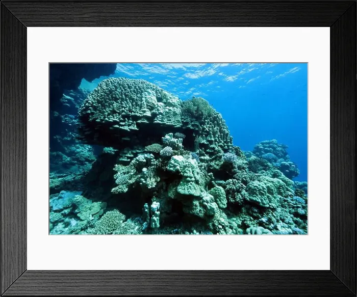 Framed Print : Abu Dabab Coral reef near Marsa Alam, underwater photograph, Red Sea, Egypt Framed Print : Abu Dabab Coral reef near Marsa Alam, underwater photograph, Red Sea, Egypt