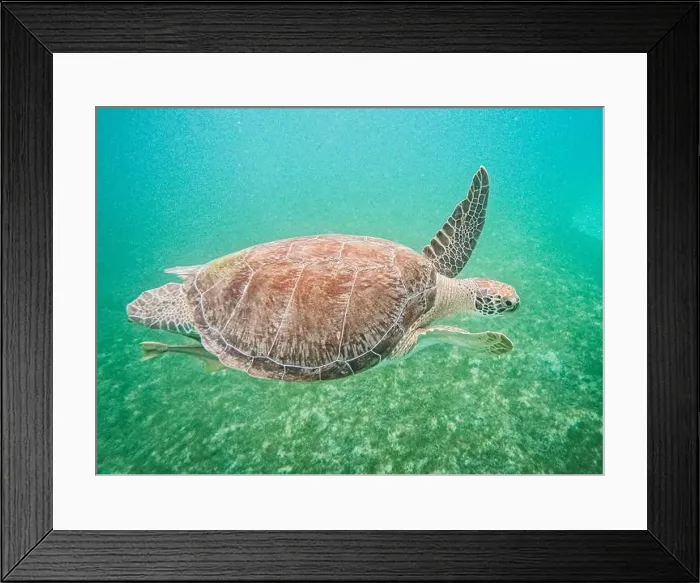 Framed Print : Portrait of a sea turtle swimming in tropical waters, St John Framed Print : Portrait of a sea turtle swimming in tropical waters, St John