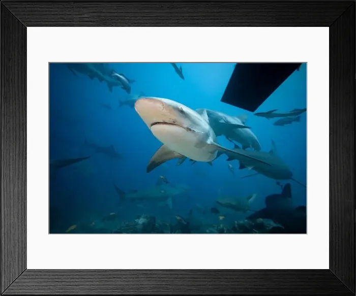 Framed Print : Bull Sharks schooling above coral reef Framed Print : Bull Sharks schooling above coral reef