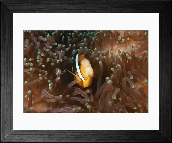 Framed Print : A Clark's anemonefish (Amphiprion clarkii) hides in the tentacles of a sea anemone