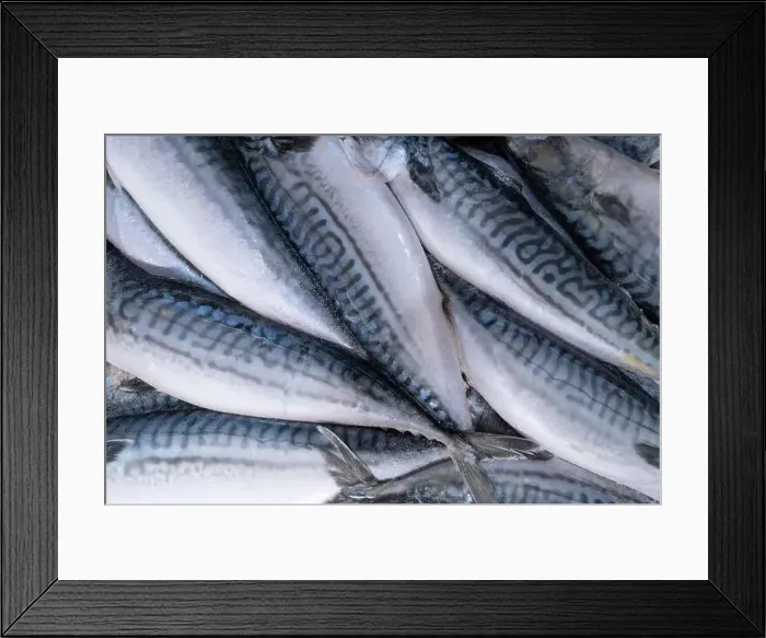 Framed Print : Frozen mackerel background. Frozen group of fish. Iced fish. Heap of mackerel pattern