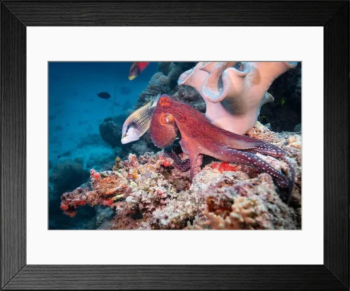 Framed Print : Octopus camouflaging with coral reef on scuba diving site Framed Print : Octopus camouflaging with coral reef on scuba diving site