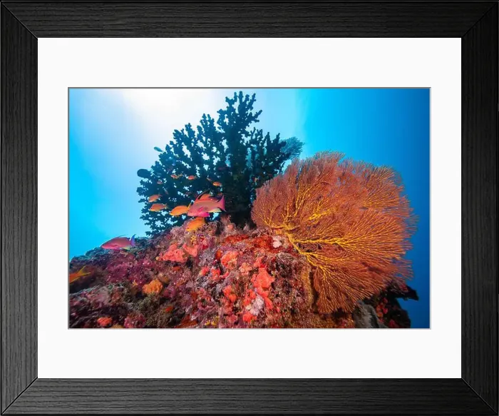 Framed Print : Gorgonian sea fan blowing in the gentle currents of the south Pacifc Ocean Framed Print : Gorgonian sea fan blowing in the gentle currents of the south Pacifc Ocean