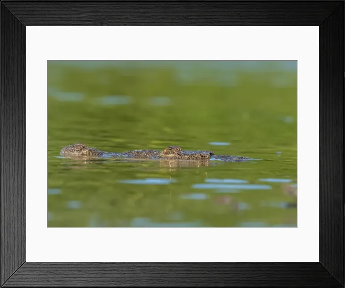 Framed Print : A lone crocodile glides through the green waters of the Yucatan Peninsula Framed Print : A lone crocodile glides through the green waters of the Yucatan Peninsula