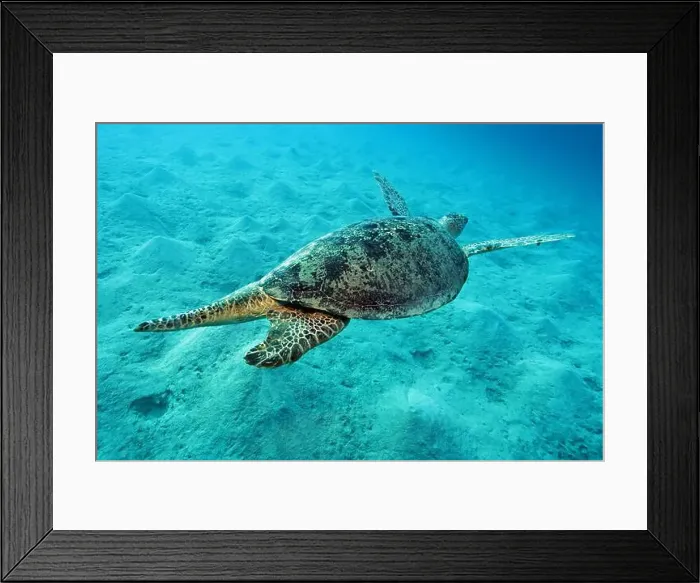 Framed Print : Green Sea Turtle near Marsa Alam, underwater photograph, Red Sea, Egypt Framed Print : Green Sea Turtle near Marsa Alam, underwater photograph, Red Sea, Egypt