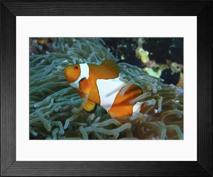 Framed Print : An Ocellaris Clownfish (Amphiprion ocellaris) dives dynamically through a sea anemone Framed Print : An Ocellaris Clownfish (Amphiprion ocellaris) dives dynamically through a sea anemone