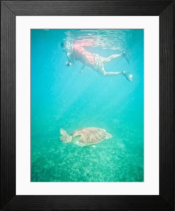 Framed Print : woman films underwater while swimming with sea turtle Framed Print : woman films underwater while swimming with sea turtle