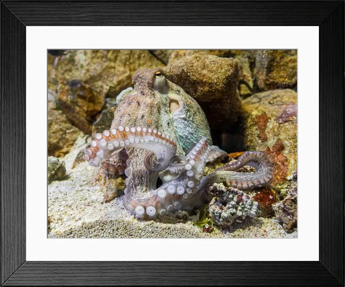 Framed Print : Close-up view of a Common Octopus (Octopus vulgaris) Framed Print : Close-up view of a Common Octopus (Octopus vulgaris)