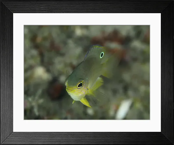 Framed Print : Yellow fish with distinctive eye Framed Print : Yellow fish with distinctive eye