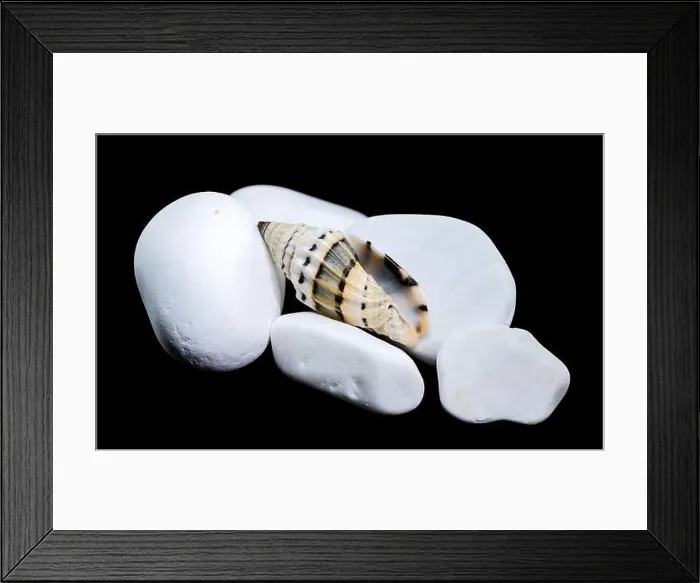 Framed Print : A Vexillum balteolatum seashell resting on smooth white stones against a black background Framed Print : A Vexillum balteolatum seashell resting on smooth white stones against a black background