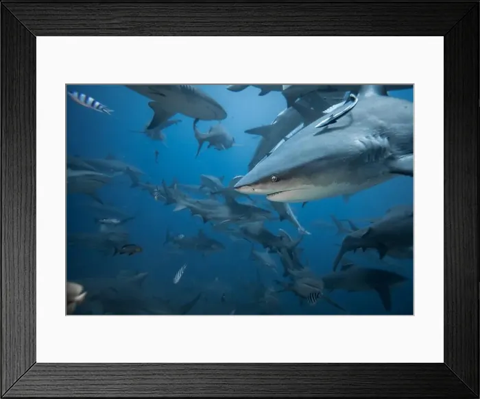 Framed Print : Bull Sharks schooling above coral reef Framed Print : Bull Sharks schooling above coral reef