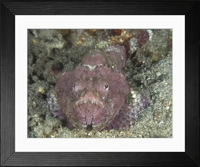 Framed Print : A humpback scorpionfish (Scorpaenopsis diabolus) lies in the sand on the seabed with rocky textures Framed Print : A humpback scorpionfish (Scorpaenopsis diabolus) lies in the sand on the seabed with rocky textures