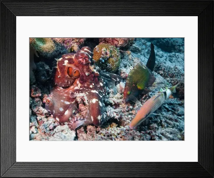 Framed Print : Octopus camouflaging with coral reef on scuba diving site Framed Print : Octopus camouflaging with coral reef on scuba diving site