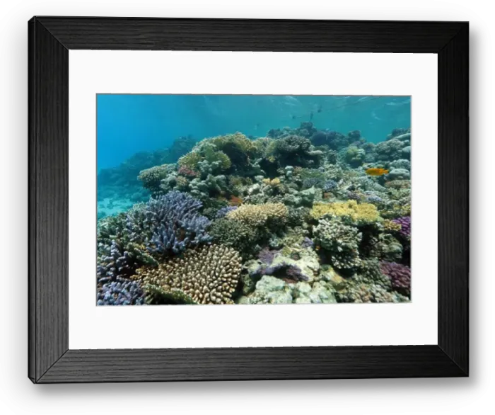 Framed Print : Abu Dabab Coral reef near Marsa Alam, underwater photograph, Red Sea, Egypt Framed Print : Abu Dabab Coral reef near Marsa Alam, underwater photograph, Red Sea, Egypt