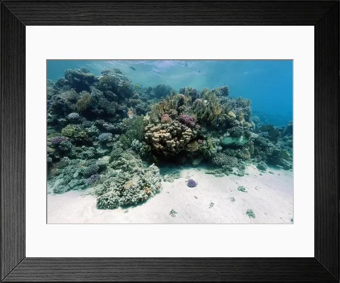 Framed Print : Abu Dabab Coral reef near Marsa Alam, underwater photograph, Red Sea, Egypt Framed Print : Abu Dabab Coral reef near Marsa Alam, underwater photograph, Red Sea, Egypt