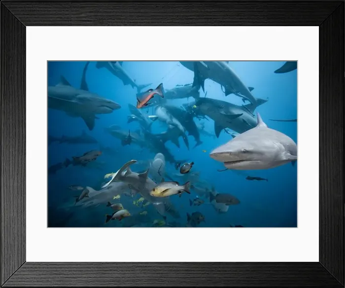 Framed Print : Bull Sharks schooling above coral reef Framed Print : Bull Sharks schooling above coral reef