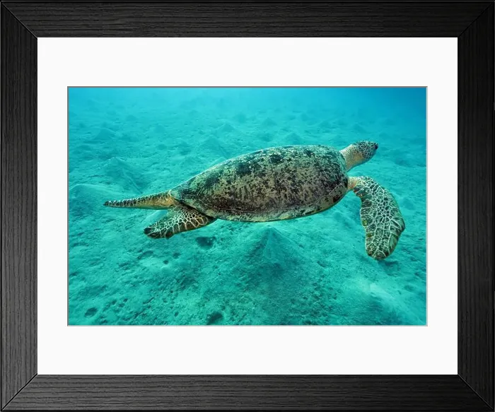 Framed Print : Green Sea Turtle near Marsa Alam, underwater photograph, Red Sea, Egypt