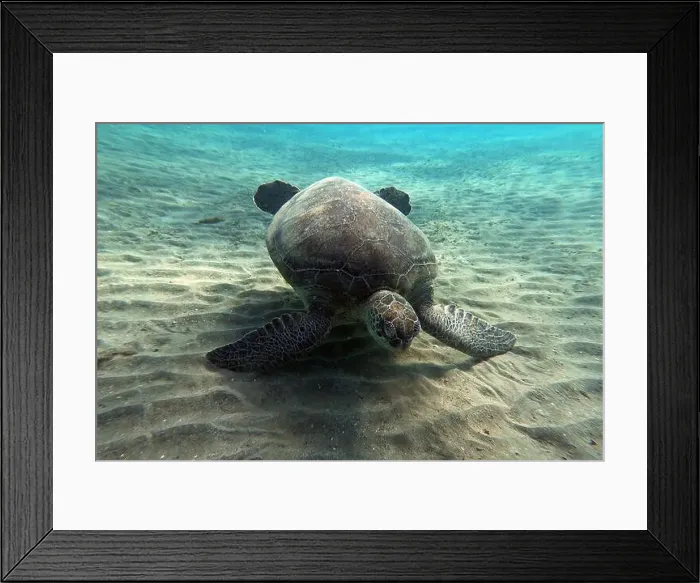 Framed Print : Green Sea Turtle near Marsa Alam, underwater photograph, Red Sea, Egypt Framed Print : Green Sea Turtle near Marsa Alam, underwater photograph, Red Sea, Egypt