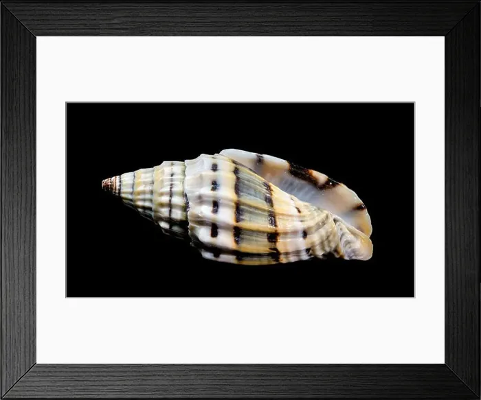 Framed Print : Close-up of a Vexillum balteolatum seashell with intricate ridges and dark brown bands Framed Print : Close-up of a Vexillum balteolatum seashell with intricate ridges and dark brown bands