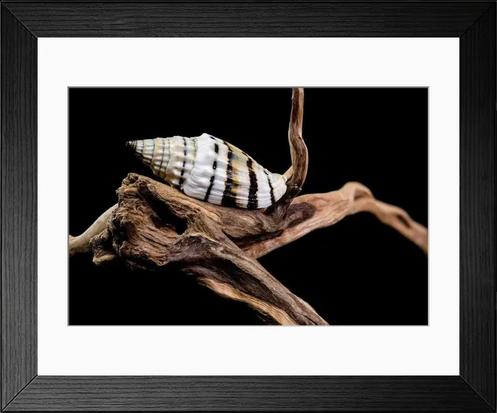 Framed Print : A Vexillum balteolatum seashell resting on textured driftwood against a black background Framed Print : A Vexillum balteolatum seashell resting on textured driftwood against a black background