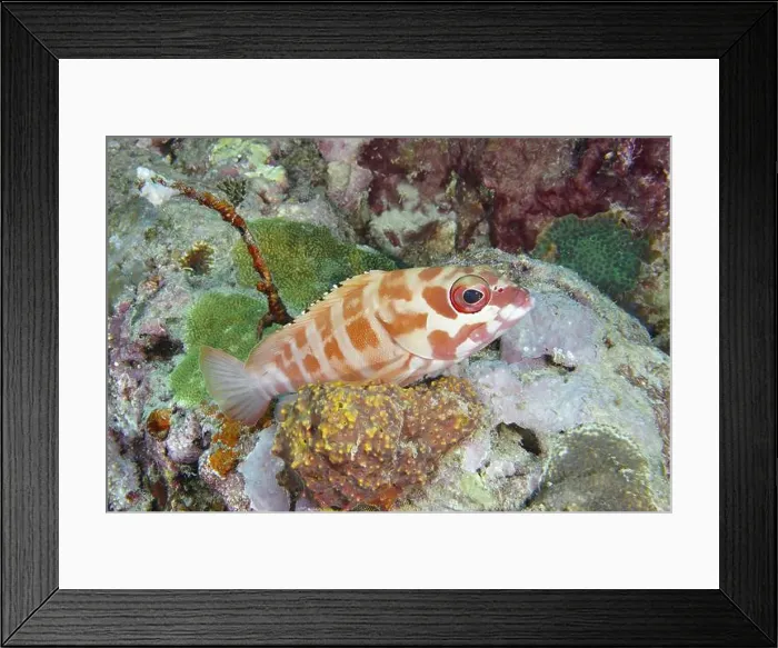 Framed Print : A beret grouper (Epinephelus fasciatus) with red spots rests between living corals in the sea Framed Print : A beret grouper (Epinephelus fasciatus) with red spots rests between living corals in the sea