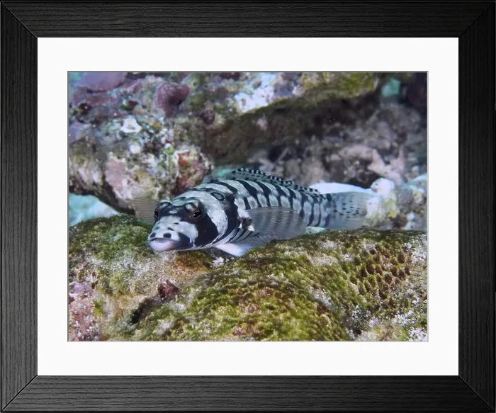 Framed Print : A striped eye-striped sand bass (Parapercis tetracantha) lies on a coral and shows black and white patterns Framed Print : A striped eye-striped sand bass (Parapercis tetracantha) lies on a coral and shows black and white patterns