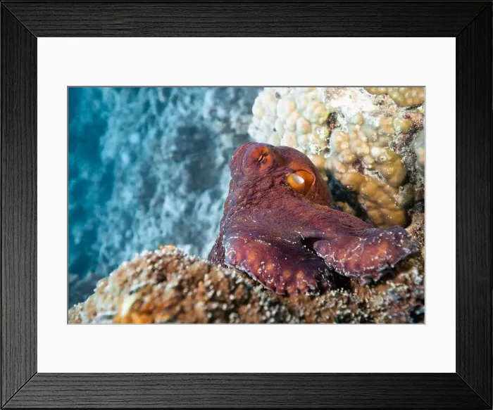 Framed Print : Octopus camouflaging with coral reef on scuba diving site Framed Print : Octopus camouflaging with coral reef on scuba diving site
