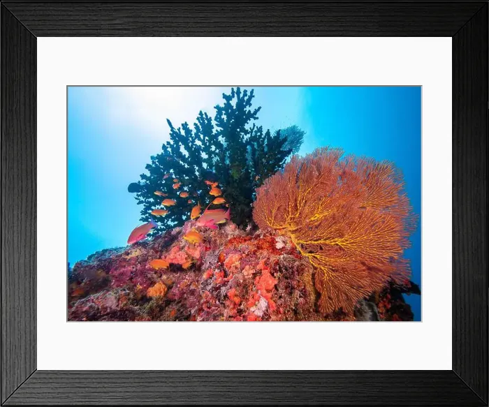 Framed Print : Gorgonian sea fan blowing in the gentle currents of the south Pacifc Ocean Framed Print : Gorgonian sea fan blowing in the gentle currents of the south Pacifc Ocean