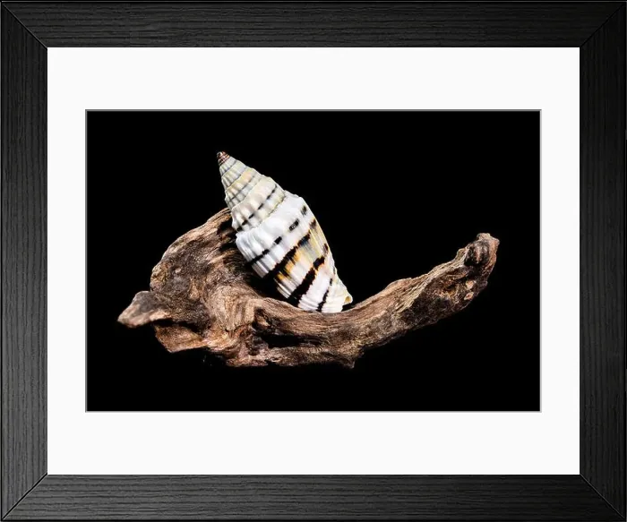 Framed Print : A Vexillum balteolatum seashell resting on textured driftwood against a black background Framed Print : A Vexillum balteolatum seashell resting on textured driftwood against a black background