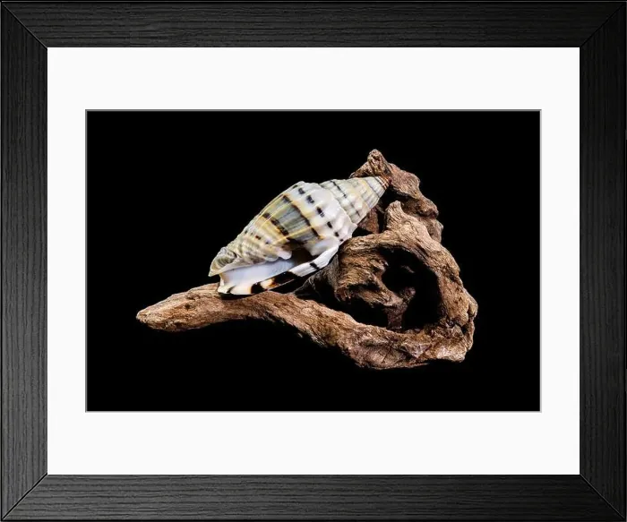 Framed Print : A Vexillum balteolatum seashell resting on textured driftwood against a black background Framed Print : A Vexillum balteolatum seashell resting on textured driftwood against a black background