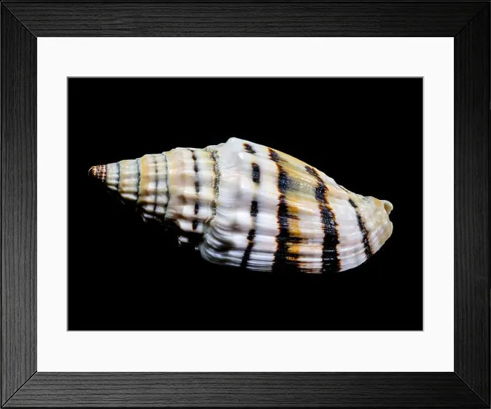 Framed Print : Close-up of a Vexillum balteolatum seashell with intricate ridges and dark brown bands Framed Print : Close-up of a Vexillum balteolatum seashell with intricate ridges and dark brown bands
