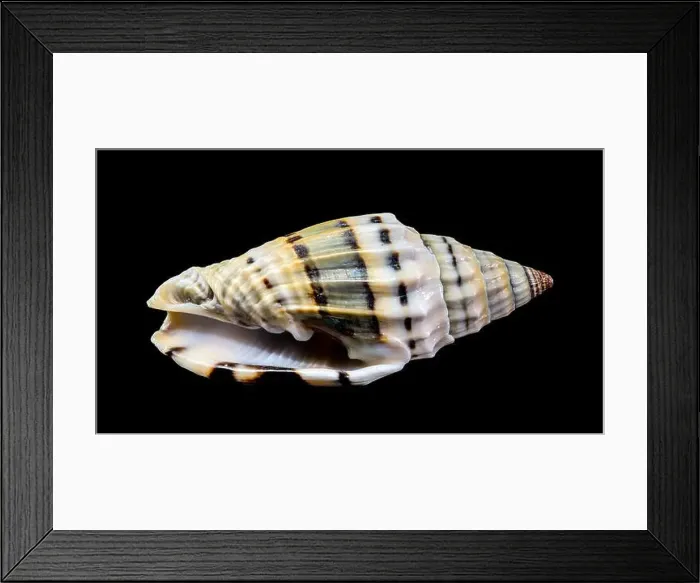 Framed Print : Close-up of a Vexillum balteolatum seashell with intricate ridges and dark brown bands Framed Print : Close-up of a Vexillum balteolatum seashell with intricate ridges and dark brown bands