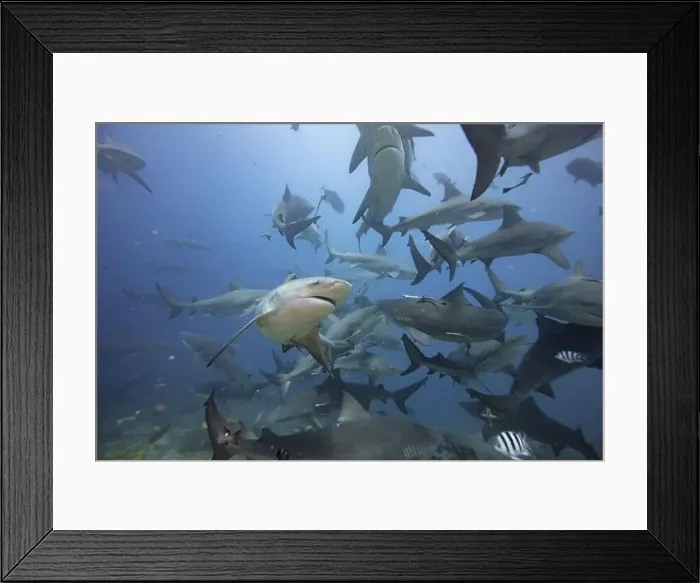 Framed Print : Bull Sharks schooling above coral reef Framed Print : Bull Sharks schooling above coral reef