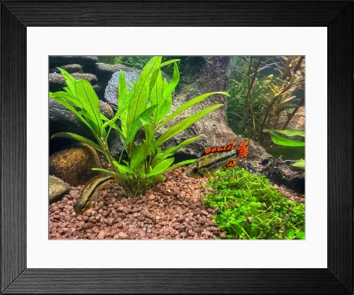 Framed Print : tropical fish red Apistogramma cacatuoides, cockatoo dwarf cichlid in aquarium Framed Print : tropical fish red Apistogramma cacatuoides, cockatoo dwarf cichlid in aquarium