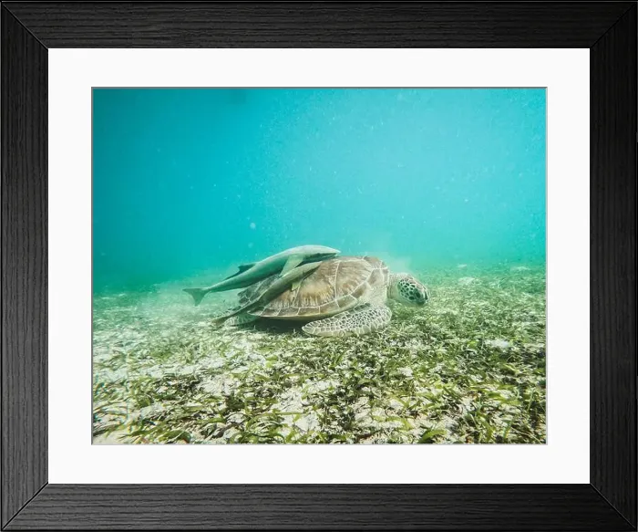 Framed Print : Sea turtle swims along grass bed in Caribbean Sea Framed Print : Sea turtle swims along grass bed in Caribbean Sea