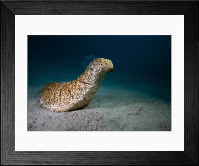 Framed Print : Male sea cucumber - standing on end, and spewing male gametes into the water Framed Print : Male sea cucumber - standing on end, and spewing male gametes into the water