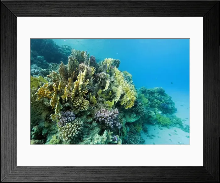 Framed Print : Fire corals on coral reef near Abu Dabab, Marsa Alam area, underwater photograph, Red Sea, Egypt Framed Print : Fire corals on coral reef near Abu Dabab, Marsa Alam area, underwater photograph, Red Sea, Egypt