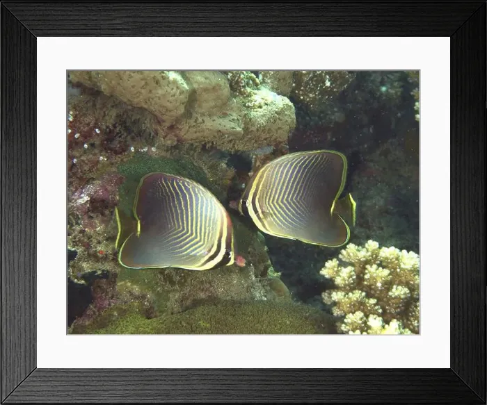 Framed Print : Two butterflyfish with magnificent patterns Framed Print : Two butterflyfish with magnificent patterns
